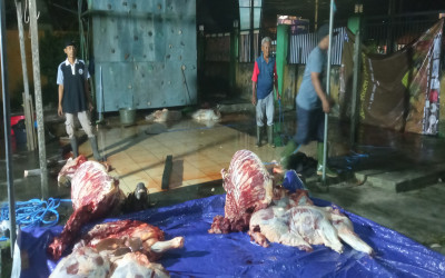 Penyembelihan Hewan Kurban SMKN 1 Balikpapan